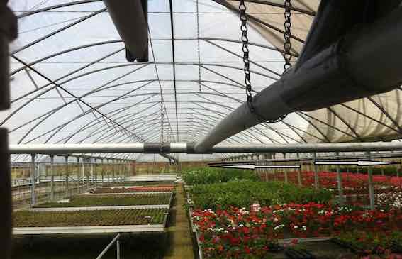 Harsonic in greenhouse