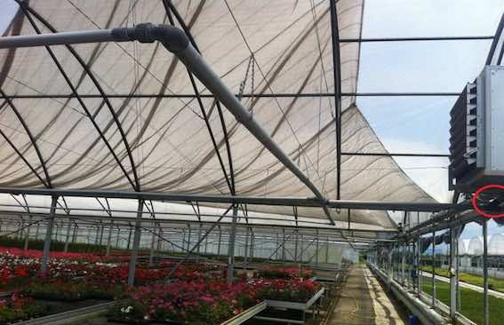 View Harsonic in greenhouse